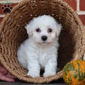 Buster, Bichon Frise Puppy